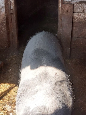 Vând scroafa"pietrain" - imagine 2