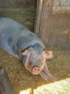 Vând scroafa"pietrain"