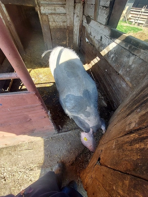 Vând scroafa"pietrain" - imagine 3