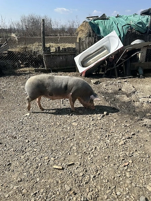 vand porc pietran - imagine 3