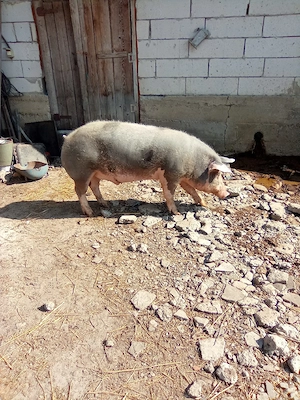 vand porc pietran - imagine 2