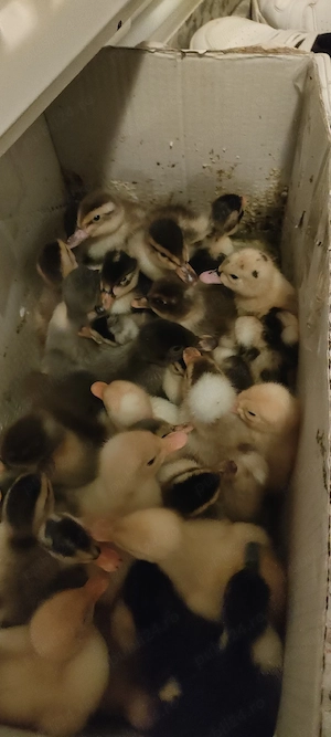 rațe românești  - imagine 2