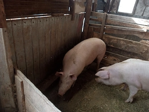 porc gras an jur de 160 kg marele alb cu landras la alegere 1 din trei - imagine 4