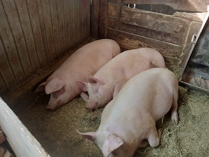 porc gras an jur de 160 kg marele alb cu landras la alegere 1 din trei - imagine 5