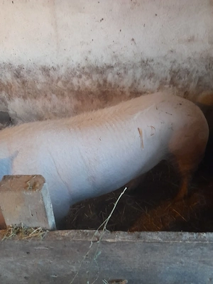 Vind vier rasa de carne Marele alb cu Landras.  - imagine 3