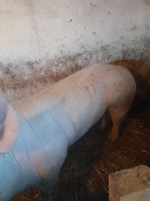 Vind vier rasa de carne Marele alb cu Landras. 