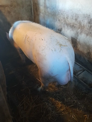 Vind vier rasa de carne Marele alb cu Landras.  - imagine 2