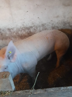 Vind vier rasa de carne Marele alb cu Landras.  - imagine 5