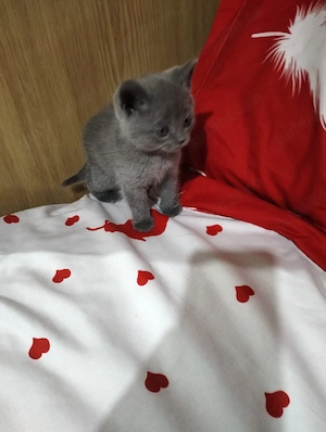 Pisicuti British Shorthair - imagine 5