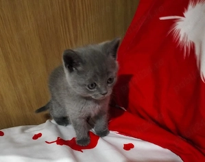 Pisicuti British Shorthair - imagine 2