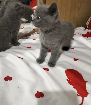 Pisicuti British Shorthair - imagine 4