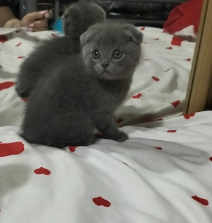 Pisicuti British Shorthair - imagine 3