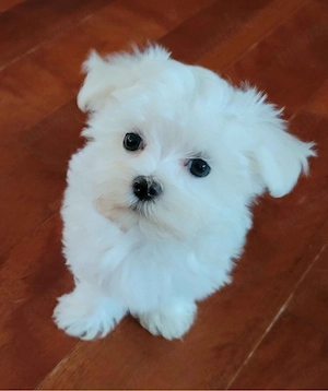 bichon maltez mini toy