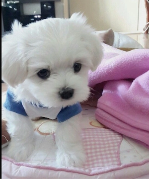 bichon maltez mini toy
