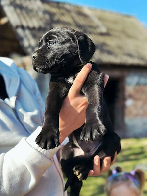 Pui Cane Corso 11 săptămâni - imagine 3
