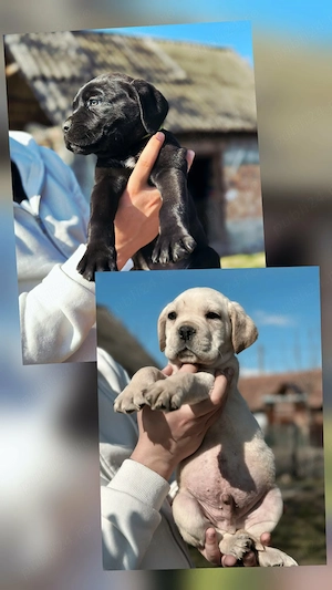 Pui Cane Corso 11 săptămâni