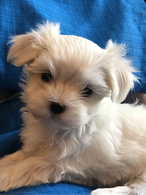 bichon maltez mini toy