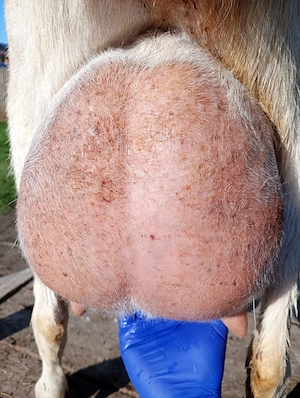 Vând țap anglonubian și iezi metis de sannem cu anglonubian. - imagine 2