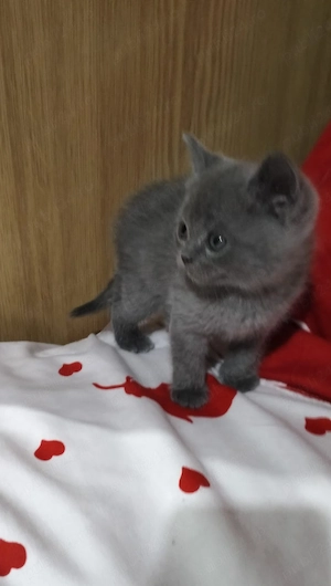 pisici British  - imagine 5