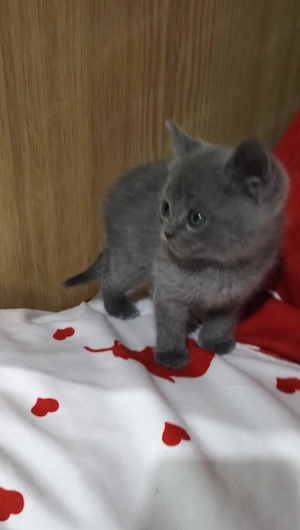 Pisicuti British - imagine 4