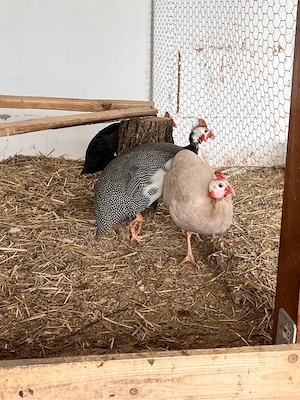 bibilici colorare  - imagine 2