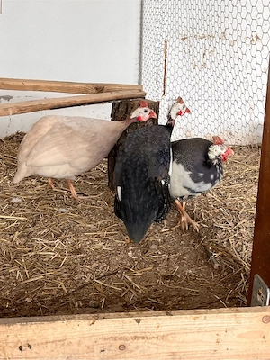 bibilici colorare  - imagine 3