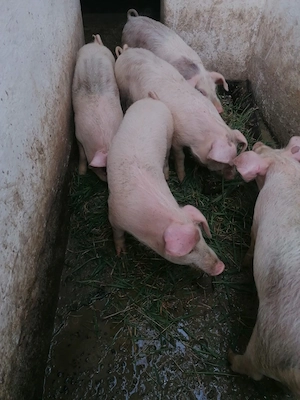 Vând grasuni de 35-40 kg