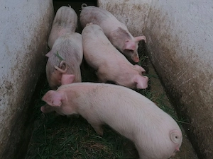 Vând grasuni de 35-40 kg - imagine 3