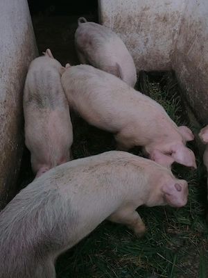 Vând grasuni de 35-40 kg - imagine 2