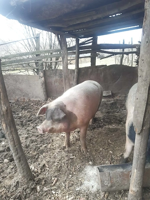 Vand vitel si porc impreuna - imagine 4