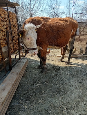 vând vacă Bălțata  - imagine 2