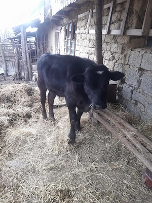 Vand vitel si porc impreuna