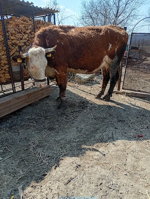 vând vacă Bălțata  - imagine 4