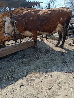 vând vacă Bălțata  - imagine 3