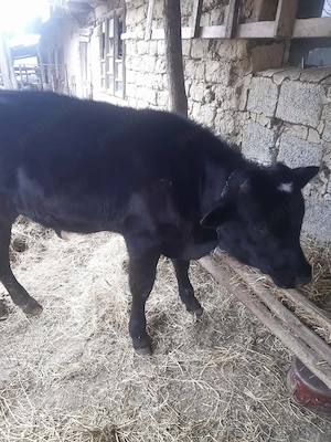 Vand vitel si porc impreuna - imagine 3