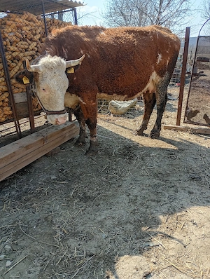 vând vacă Bălțata  - imagine 5