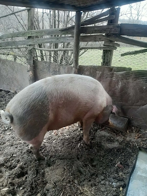 Vand vitel si porc impreuna - imagine 2