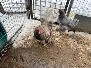 OUA de gaini brahma ALBASTRU si gat GOLAS ; 