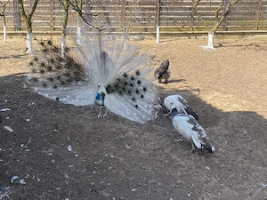 Ouă de păun arlechin - alb - standard !