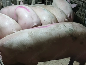 porci de carne  - imagine 3