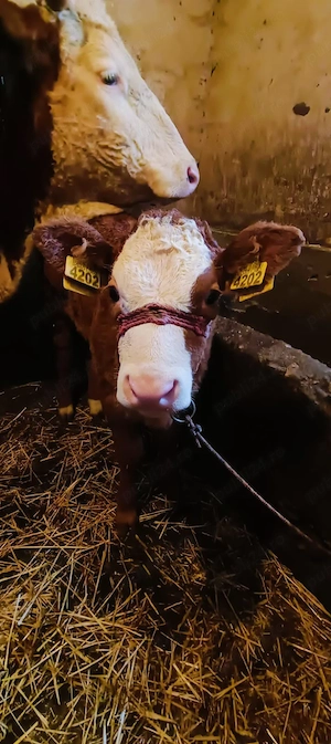 Vitea baltat german de prasila