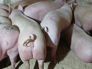 porci de carne  - imagine 4