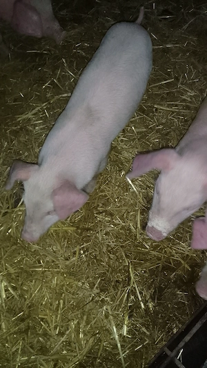 Vind purcei  - imagine 3