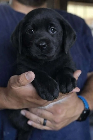Labrador Retriever frumosi - imagine 2