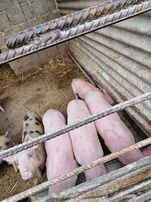 purcei 6 săptămâni, de țară - imagine 2