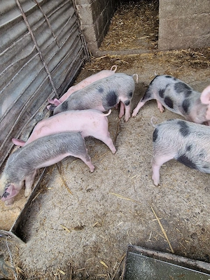 purcei 6 săptămâni, de țară - imagine 5