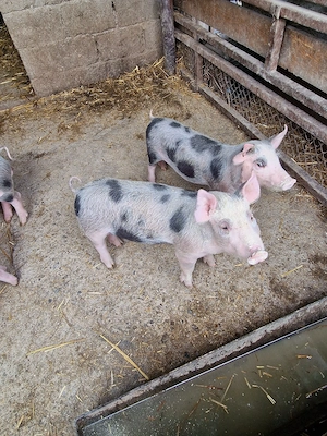 purcei 6 săptămâni, de țară - imagine 4