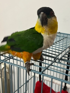 Papagal vorbitor Caique - imagine 5