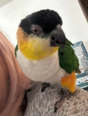 Papagal vorbitor Caique - imagine 4