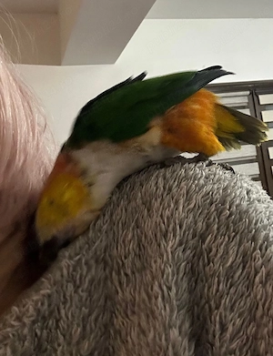 Papagal vorbitor Caique - imagine 2